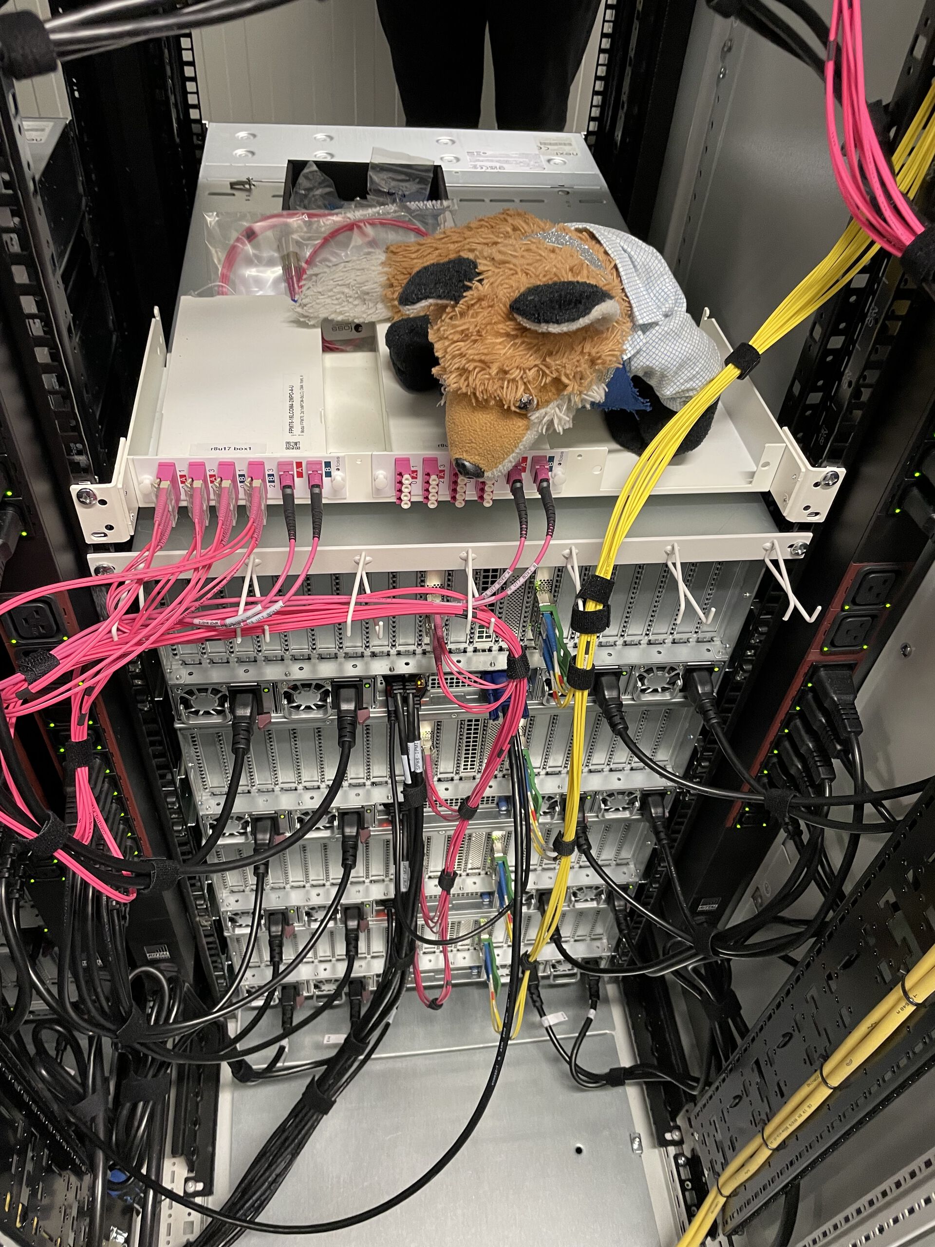 Fox inspecting computer cabling