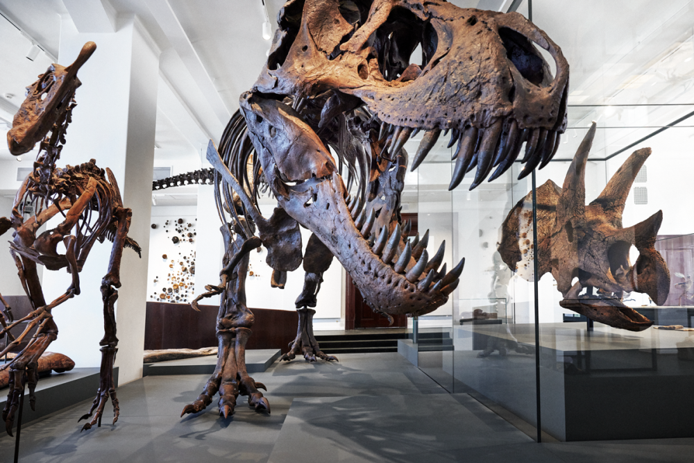 T-Rex, dinosaur, utstilling p? museum
