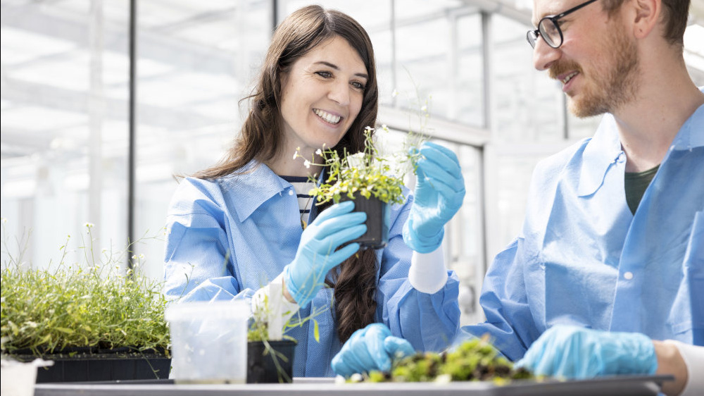 To forskere med bl? vernefrakker og gummihansker som jobber med gr?nne planter i en plantelab
