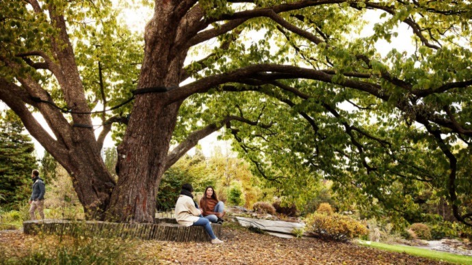 To kvinner sitter under et stort tre i den botaniske hagen i Oslo