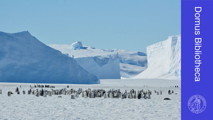 Pingviner p? Antarktisk