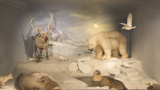 Polare dyr som reinsdyr, isbj?rn og sel.