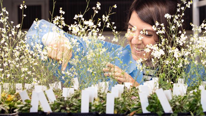 Fra plantelabben: Kvinne jobber med planter. Blomster i forgrunnen. 
