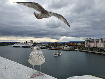 Bird ,Gull ,European herring gull ,Sky ,Seabird.
