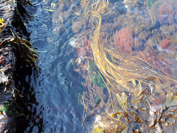 Water ,Tree ,Seaweed ,Sunlight ,Watercourse.