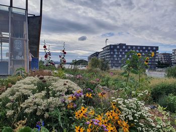Vegetation ,Flower ,Sky ,Urban area ,Plant.