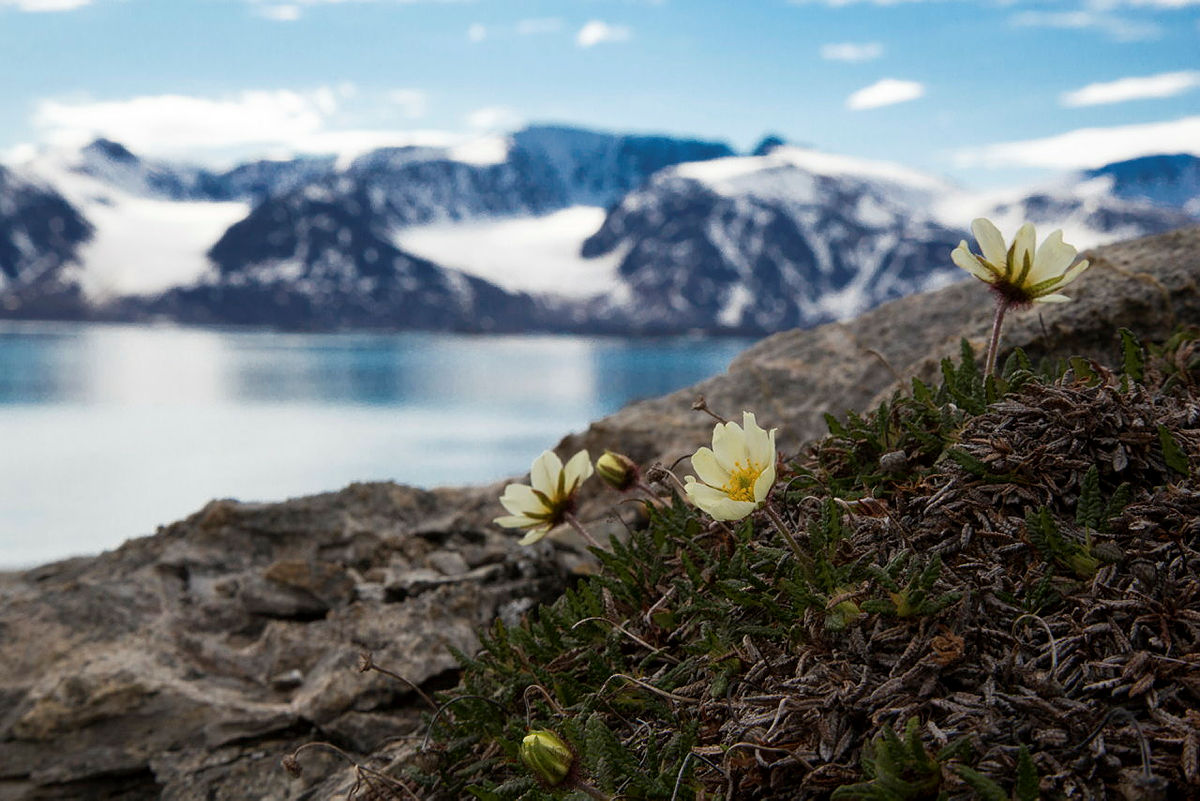 Hvit blomst p? skogbunn i fjell p? Svalbard med innsj? og fjell i bakgrunnen.